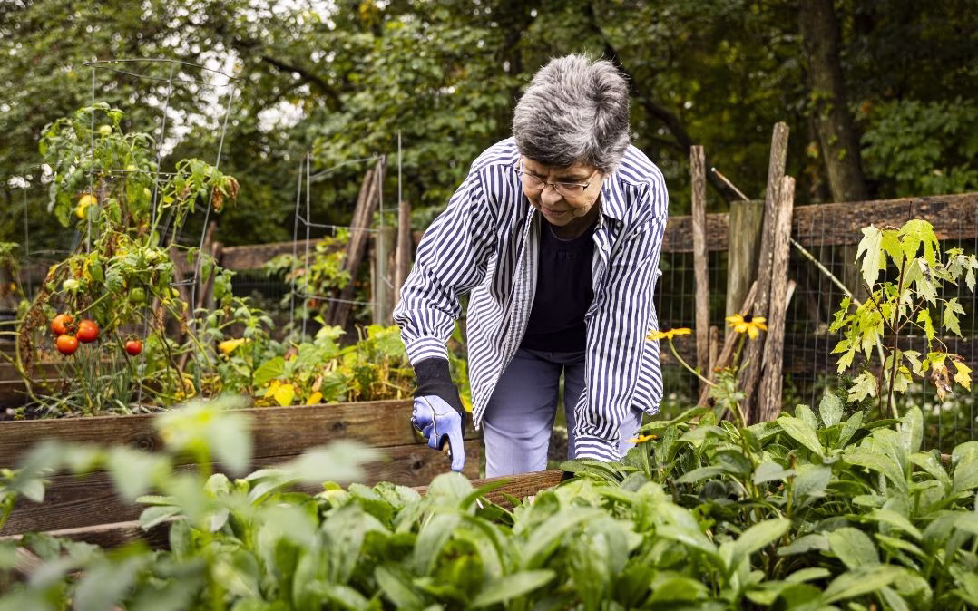 A resident tends the community vegetable garden at Willow Brook Village in Delaware, Ohio, showcasing the gardening and outdoor activities that fill the senior living calendar.